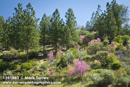 Cercis orbiculata; Amelanchier alnifolia; Ceanothus cuneatus; Pinus ponderosa; Arctostaphylos sp.