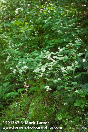 Neviusia cliftonii