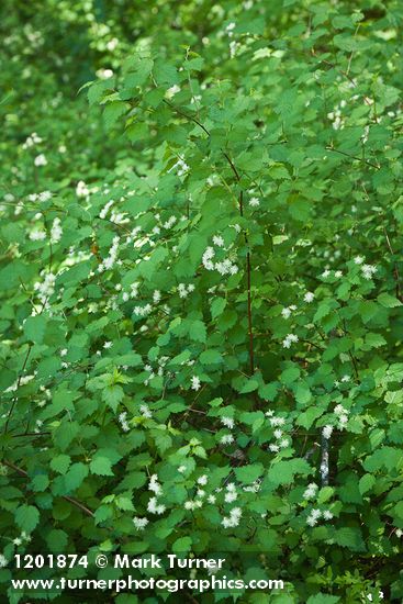 Neviusia cliftonii