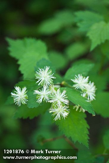 Neviusia cliftonii