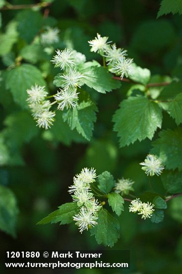 Neviusia cliftonii