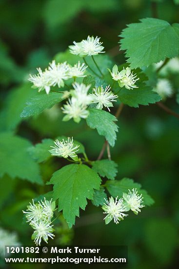 Neviusia cliftonii