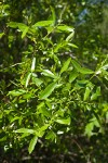 Red Willow foliage