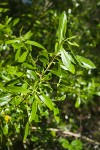 Red Willow foliage
