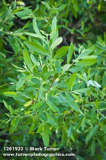 Salix laevigata