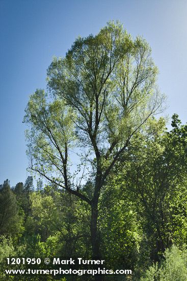 Salix gooddingii