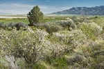 Klamath Plum
