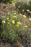 Ochre-headed Buckwheat