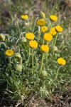 Scabland Fleabane