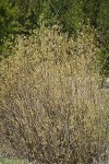 MacKenzie's Willow (female)