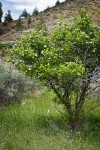 Castlegar Hawthorn