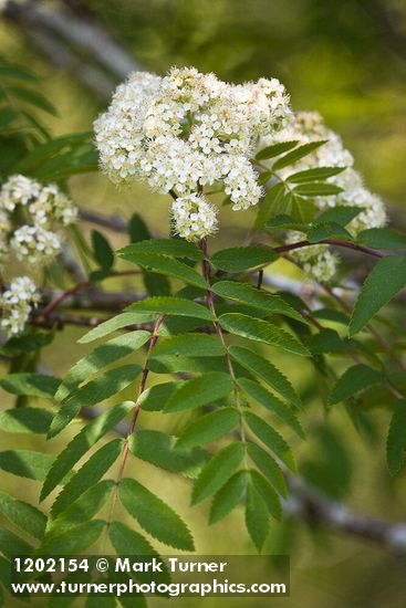 Sorbus aucuparia