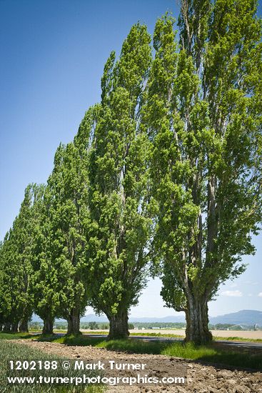 Populus nigra