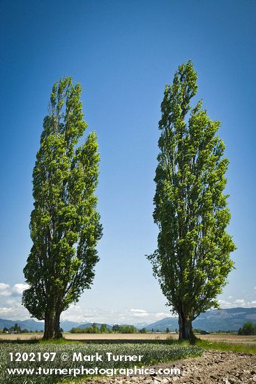 Populus nigra
