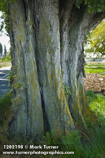 Populus nigra