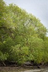 Pacific Willow