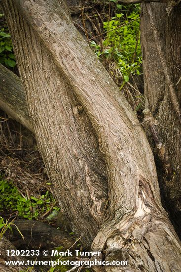 Salix lasiandra