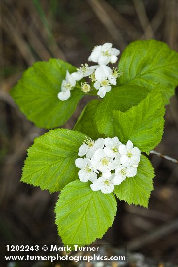 Crataegus macracantha var. occidentalis