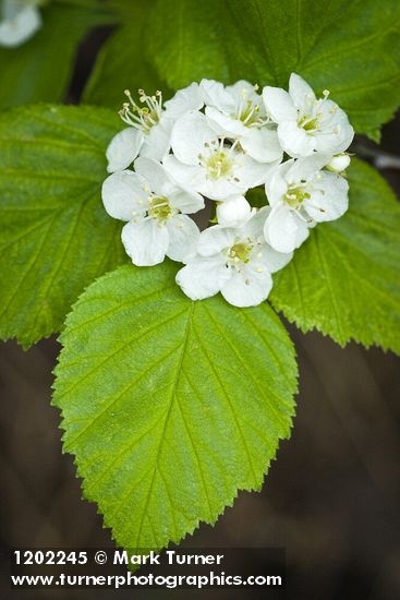Crataegus macracantha var. occidentalis