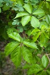 Woodbine foliage
