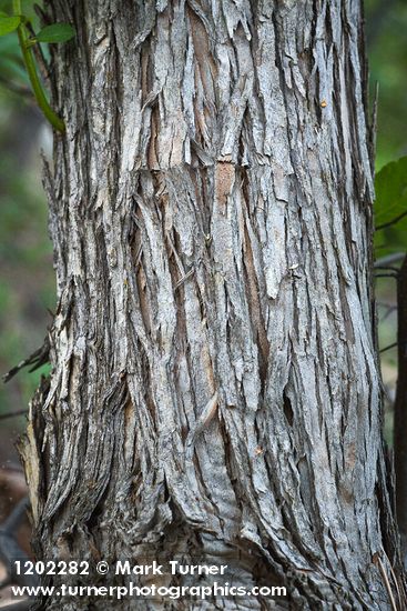 Crataegus phippsii