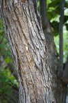 Phipps' Hawthorn bark