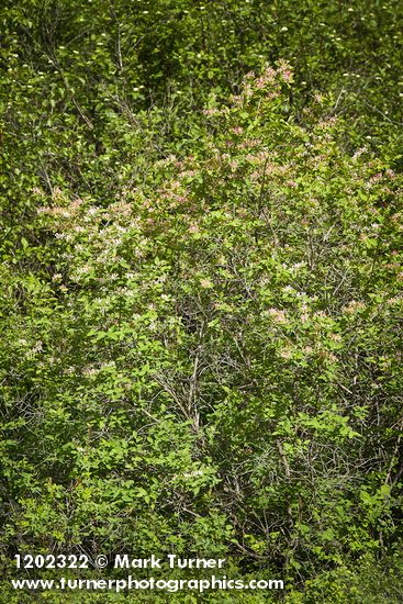 Lonicera tatarica