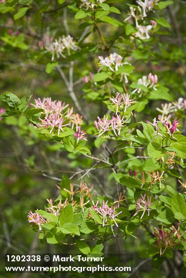 Lonicera tatarica