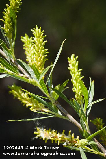 Salix columbiana