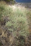 Fourwing Saltbush (male)