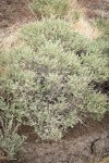 Fourwing Saltbush (male)