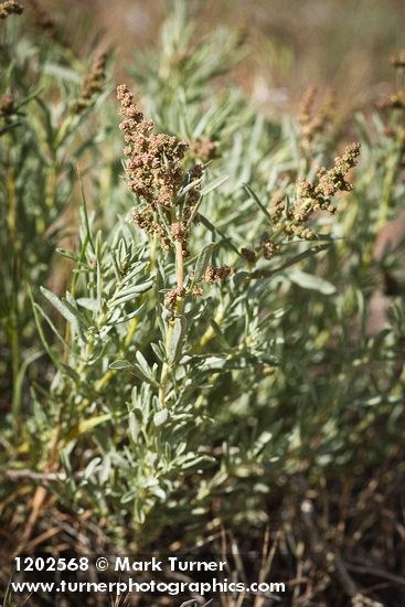 Atriplex gardneri var. falcata