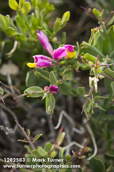 Polygala subspinosa