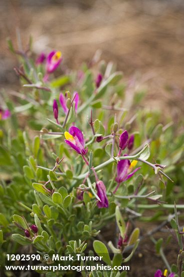 Polygala subspinosa