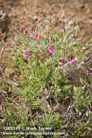 Polygala subspinosa