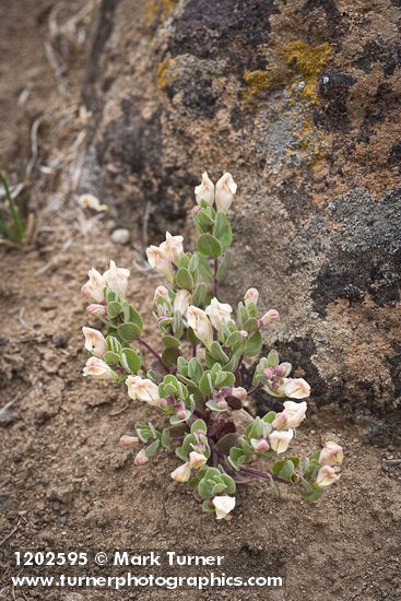 Scutellaria nana
