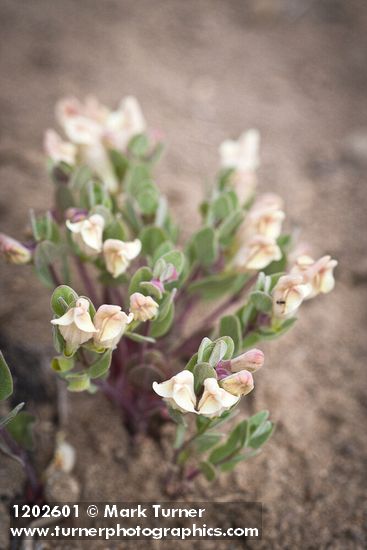 Scutellaria nana