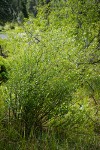 Bog Birch