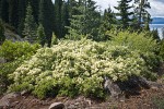 Mountain Whitethorn