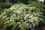 Mountain Whitethorn