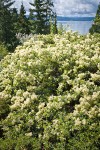 Mountain Whitethorn