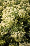 Mountain Whitethorn blossoms & foliage