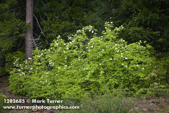 Cornus nuttallii