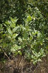 Woodbalm