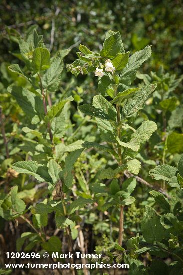 Lepechinia calycina