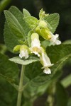 Woodbalm blossoms & foliage detail