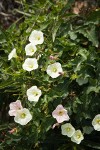Sierra Morning Glory