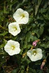 Sierra Morning Glory