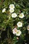 Sierra Morning Glory