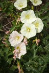 Sierra Morning Glory
